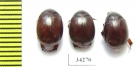 Melolonthinae sp.  Ethiopia - INSECTS-STORE.RU