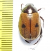 Rutelinae sp.  Honduras - INSECTS-STORE.RU