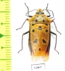 Hemiptera sp.  Malaysia, Borneo - INSECTS-STORE.RU