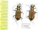 Calomera fischeri ssp.  Iran, Hormozgan prov. - INSECTS-STORE.RU