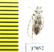 Cerambycidae sp.  South Africa Rep. - INSECTS-STORE.RU
