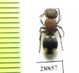 Mutillidae sp.  Zambia - INSECTS-STORE.RU