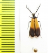 Pyrochroidae sp.  Malaysia, Borneo - INSECTS-STORE.RU
