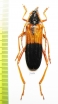 Schmidtiana violaceothoracica, female  Laos - INSECTS-STORE.RU