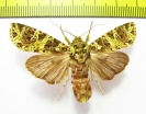 Noctuidae sp.  Laos - INSECTS-STORE.RU