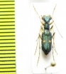 Physodeutera sp.  Madagascar   - INSECTS-STORE.RU