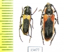 Crossidius pulchellus, pair  USA - INSECTS-STORE.RU