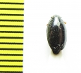 Gyrinus substriatus  Belorussia - INSECTS-STORE.RU