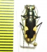 Hypaetha biramosa ssp.  Sri Lanka - INSECTS-STORE.RU