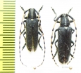 Agapanthia detrita, pair  Uzbekistan - INSECTS-STORE.RU