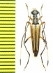 Parastrangalis potanini  China, Sichuan prov. - INSECTS-STORE.RU