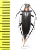 Macroleptura thoracica  Russia, Tver reg. - INSECTS-STORE.RU