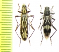 Hyashiclytus acutivittis, Chlorophorus motschulskyi  Russia, Far East - INSECTS-STORE.RU