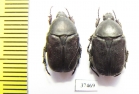 Protaetia oblonga  France - INSECTS-STORE.RU