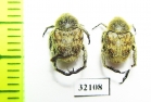 Hopliini sp.  South Africa Rep. - INSECTS-STORE.RU