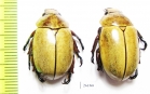 Rutelinae sp.  Costa Rica - INSECTS-STORE.RU