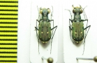 Cylindera discreata  Indonesia, Ceram isl. - INSECTS-STORE.RU