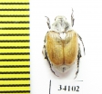 Pharaonus lederi  Tajikistan - INSECTS-STORE.RU