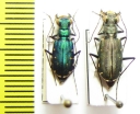 Cicindela ? punctulata  USA, NM - INSECTS-STORE.RU