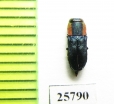 Anthaxia sp.  South Africa Rep. - INSECTS-STORE.RU