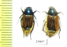 Eulasia sp., pair  Iran, Lorestan prov. - INSECTS-STORE.RU