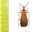 Pyrochroidae sp.  Malaysia - INSECTS-STORE.RU