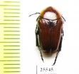 Leucocelis rubra  South Africa Rep. - INSECTS-STORE.RU