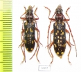 Xoanodera maculata  Laos - INSECTS-STORE.RU