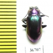 Tenebrionidae sp.  Malaysia, Borneo - INSECTS-STORE.RU