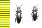 Hyperops unicolor  Sri Lanka - INSECTS-STORE.RU