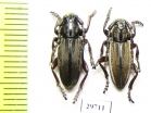 Iberodorcadion becerrae, pair  Spain - INSECTS-STORE.RU
