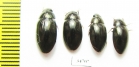Hydrophilidae sp.  Ethiopia - INSECTS-STORE.RU