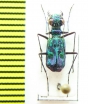 Cylindera versicolor  Indonesia, Sumatra - INSECTS-STORE.RU