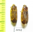 Homoptera sp.  Panama - INSECTS-STORE.RU
