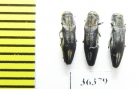 Agrilus sp.  Russia, Voronezh reg. - INSECTS-STORE.RU