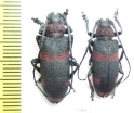 Ceroplesis hottentotta  South Africa Rep. - INSECTS-STORE.RU