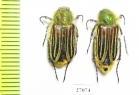 Eulasia sp.  Turkey - INSECTS-STORE.RU