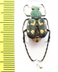 Epitrichius bowringi  China, Guangxi prov. - INSECTS-STORE.RU