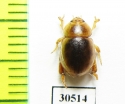 Tenebrionidae sp.  New Zealand - INSECTS-STORE.RU