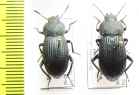 Menearchus sp.  Sri Lanka - INSECTS-STORE.RU