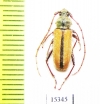 Crossidius suturalis intermedius  USA - INSECTS-STORE.RU