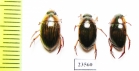 Hydrophilidae sp.  Peru - INSECTS-STORE.RU