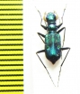 Cylindera versicolor  Indonesia, Sumatra - INSECTS-STORE.RU