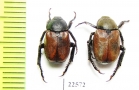 Hoplia argentea  Italy - INSECTS-STORE.RU