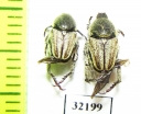 Hopliini sp.  South Africa Rep. - INSECTS-STORE.RU
