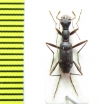 Pogonostoma vybirali  Madagascar - INSECTS-STORE.RU