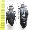 Meloe cicatricosus  Russia, Belgorod reg. - INSECTS-STORE.RU