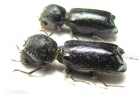 Bostrichidae sp.  Bolivia - INSECTS-STORE.RU
