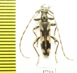 Cerambycidae sp.  South Africa Rep. - INSECTS-STORE.RU