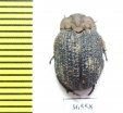 Trogidae sp.  Namibia - INSECTS-STORE.RU